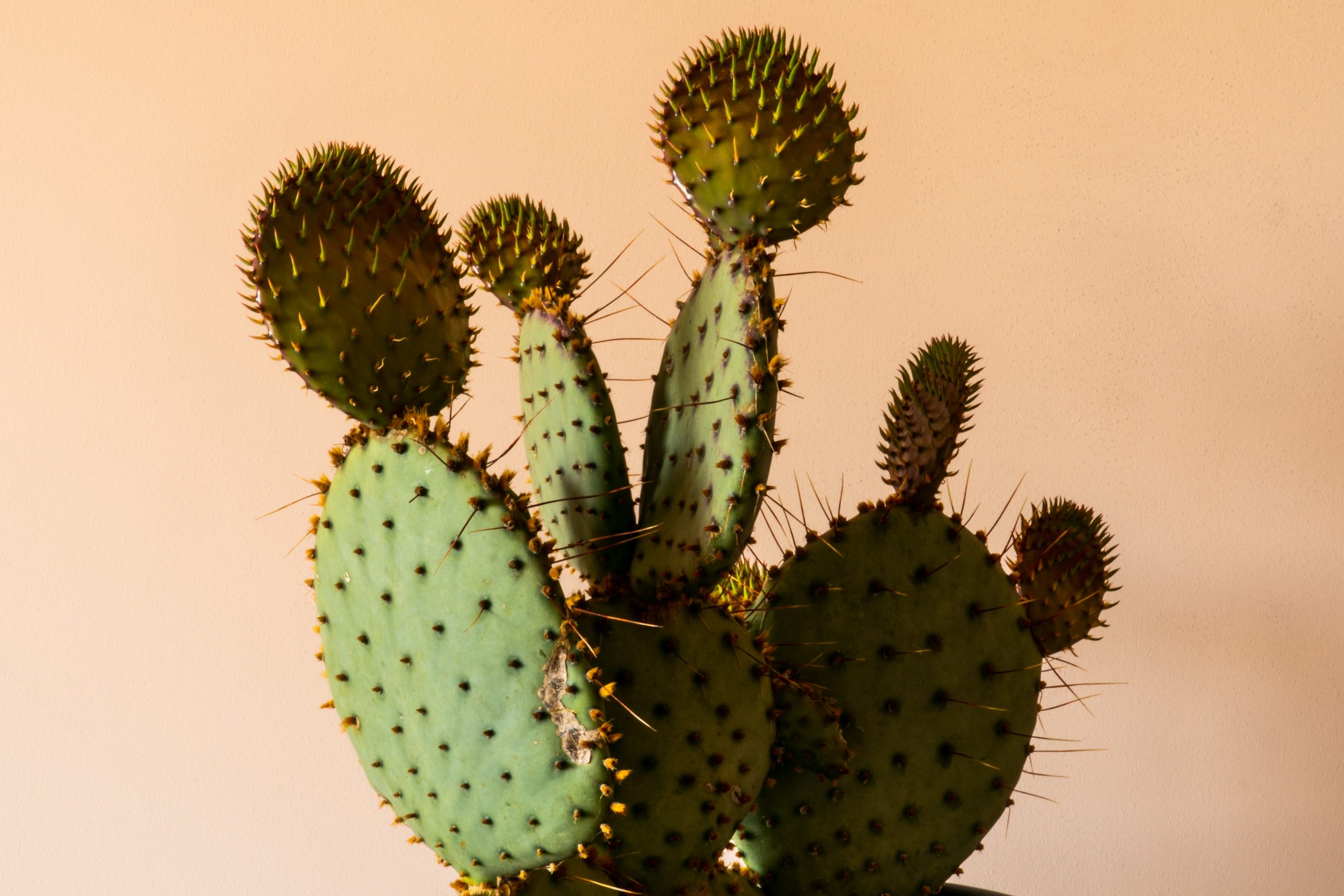 earl-wilcox-6Qu69a-BZJA-unsplash(1)