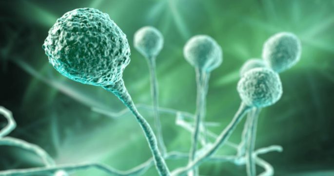 formato-sacs-68-bde5218e-focus-min0.47-0.52-688-364