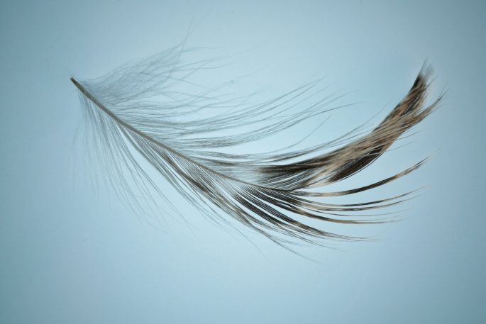 pedro-vit-7iqMK4gy9Mk-unsplash